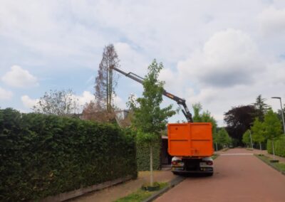 verwijderen dode conifeer