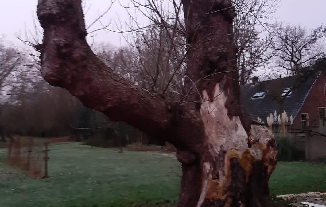 Bomen zagen